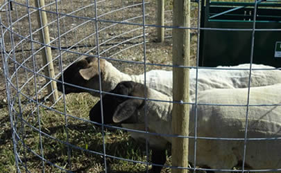 goat fence.jpg